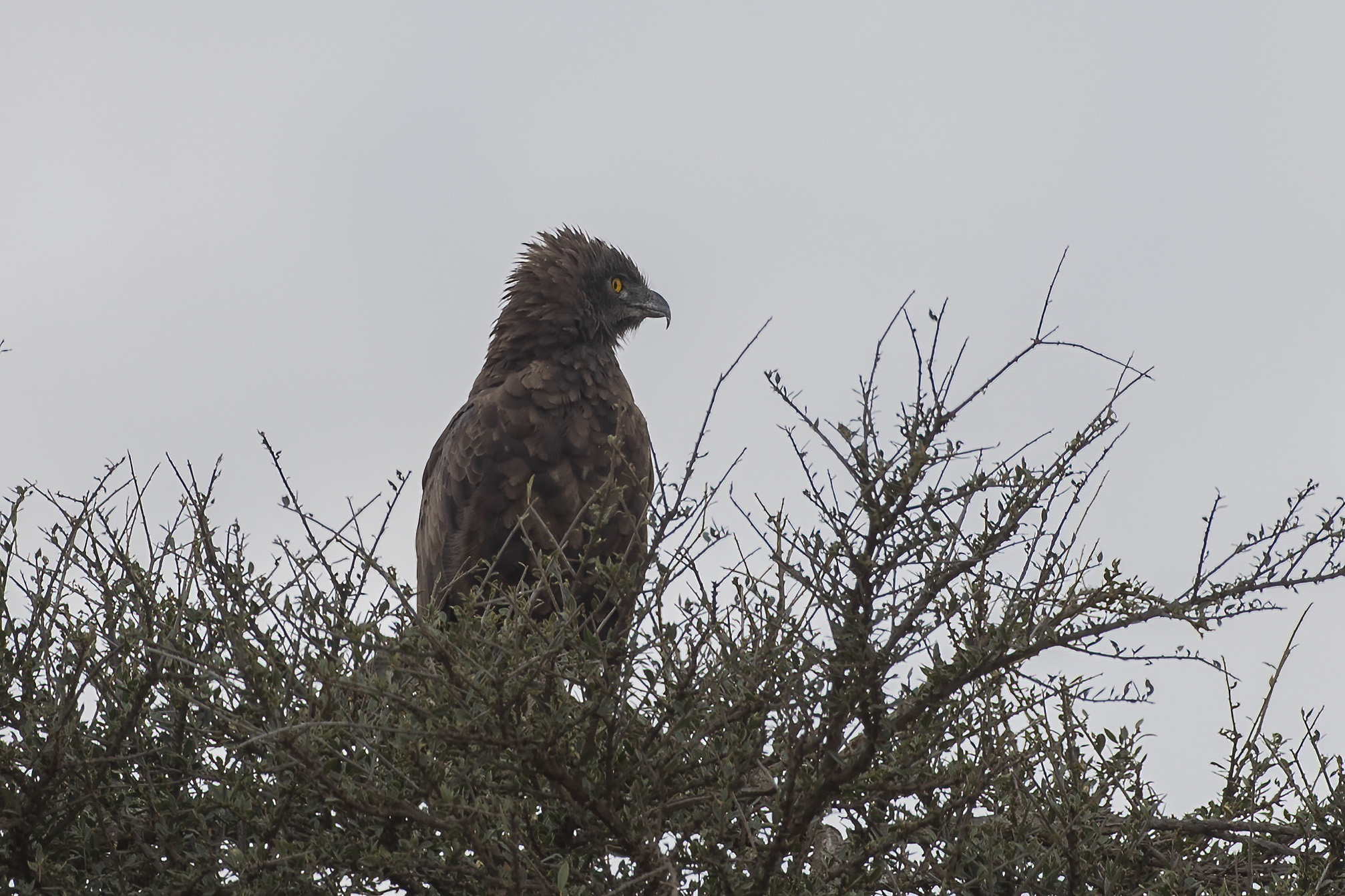 Brown Snake-Eagle